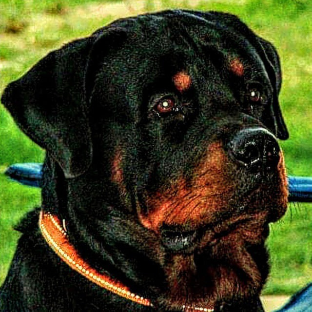 Ozkay profile